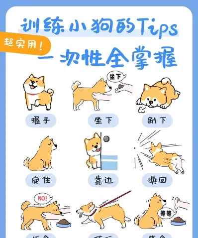 狗狗