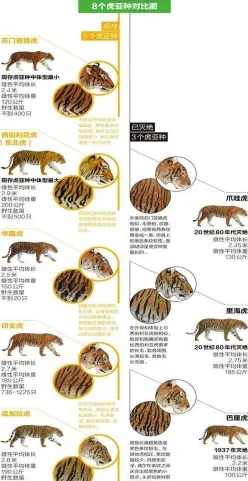 老虎