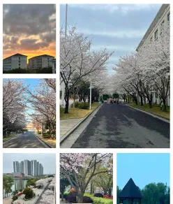 校区