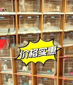 宠物