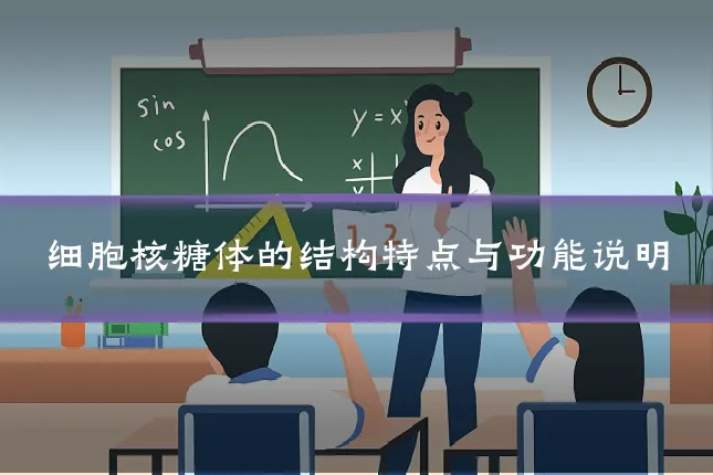 细胞核糖体的结构特点与功能说明
