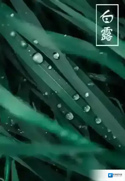 支付宝蔬草